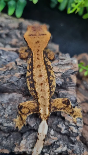 Extreme Harlequin 🔥