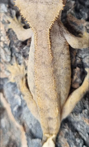 Hypo Phantom 👻 