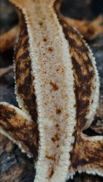 Raised Quad Scales 👀