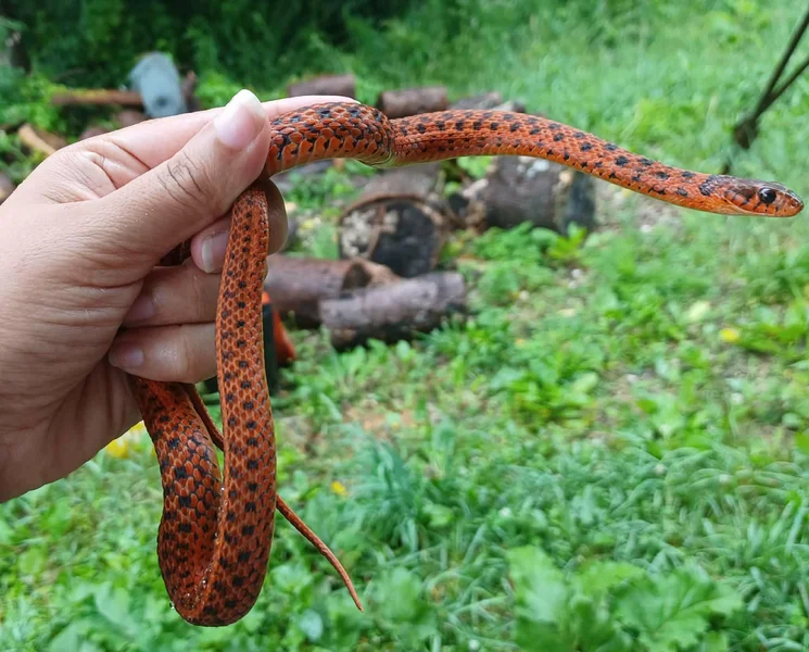 Red Garter Snake 