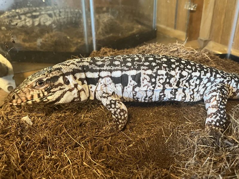 Red Argentine Tegu 