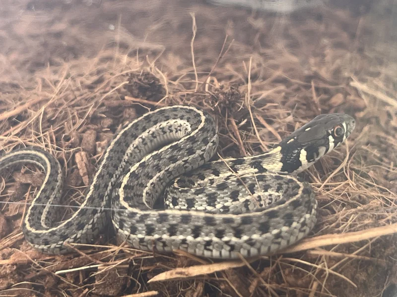 Baby Checkered Garter Snakes 