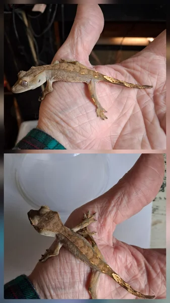 2025 tiger/brindle crested gecko - 5g unsexed