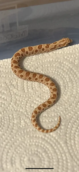 Male toffee conda POs arc 66% ph Swiss /lav/sable