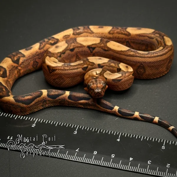Blood Jungle het. Anery 2 Boa