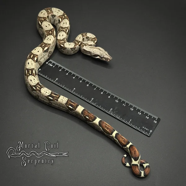 Barranquilla Boa