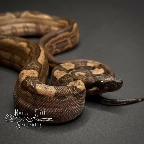 Blood Motley Jungle Boa