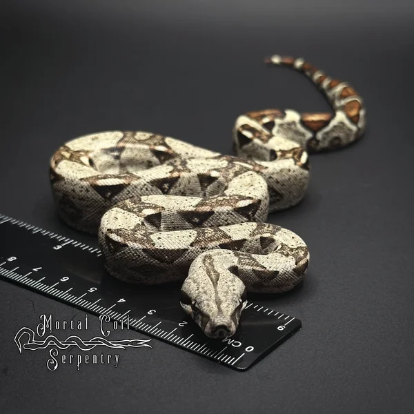 Barranquilla Boa