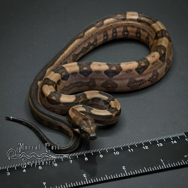 Pewter Motley Jungle Boa