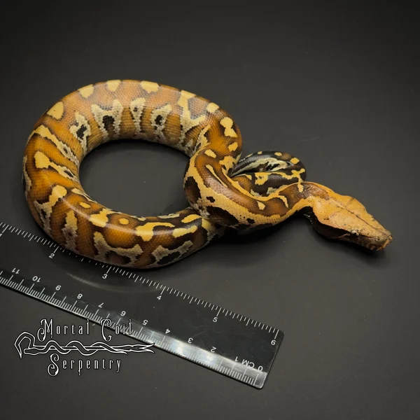 Bangka Island Blood Python