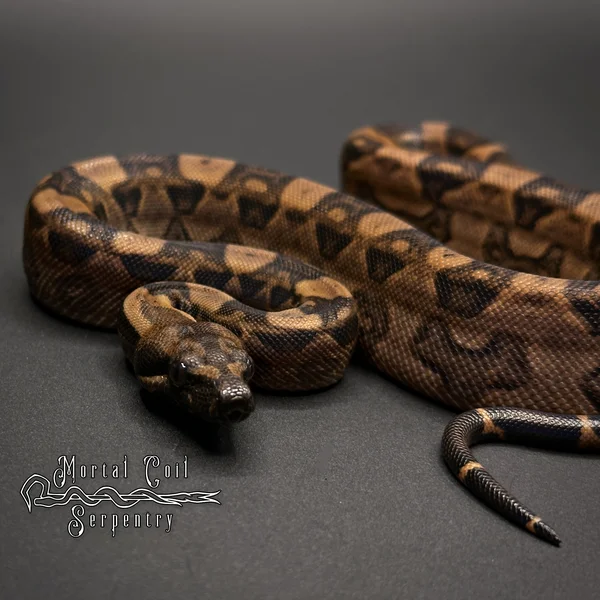 Blood Motley Jungle Boa