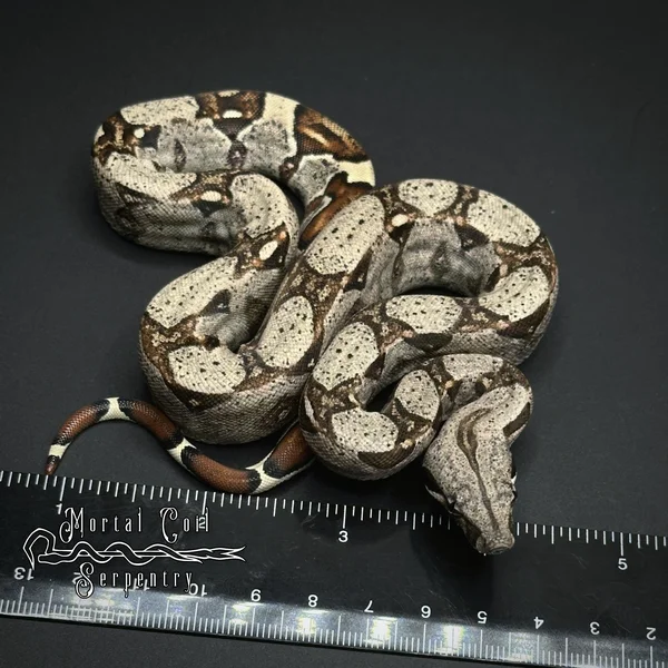 Barranquilla Boa