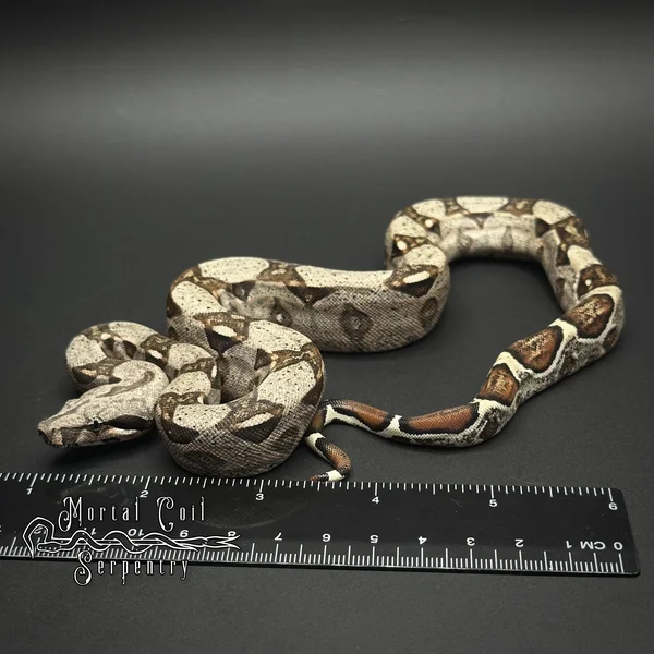 Barranquilla Boa
