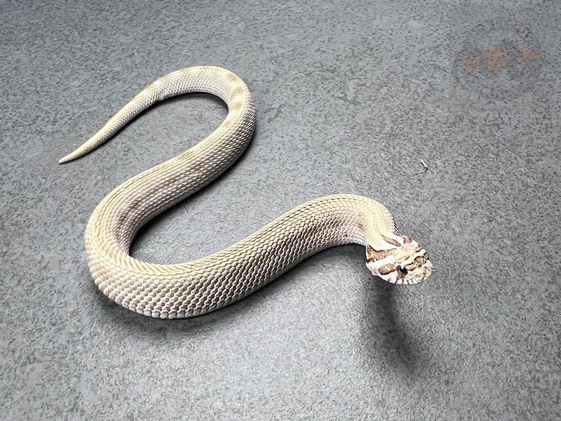 Arctic Conda DH Mai Tai (RBE)