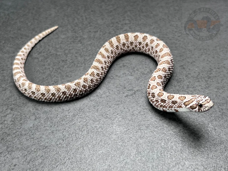 Arctic Het Lavender 66% Het Coral