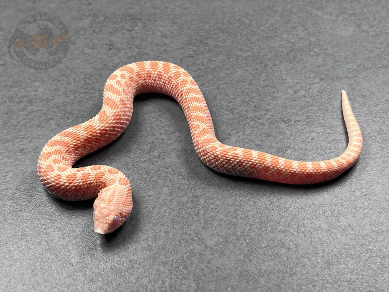 Albino Het Sunburst