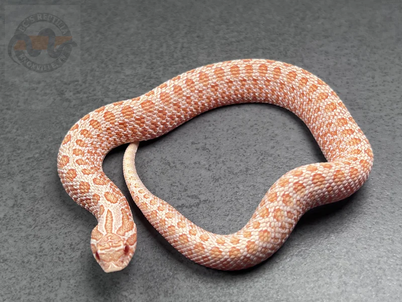 PL ER Arctic Albino Het Sunburst