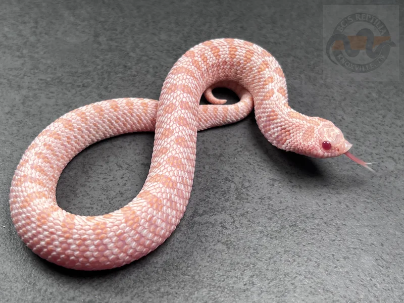 PL ER Super Arctic Albino Het Sunburst