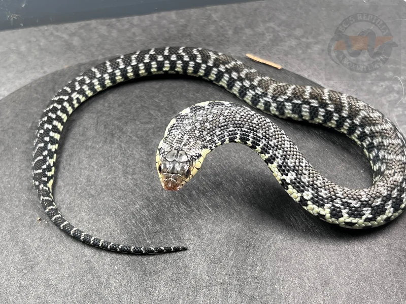 USCBB Malagasy Giant Hognose