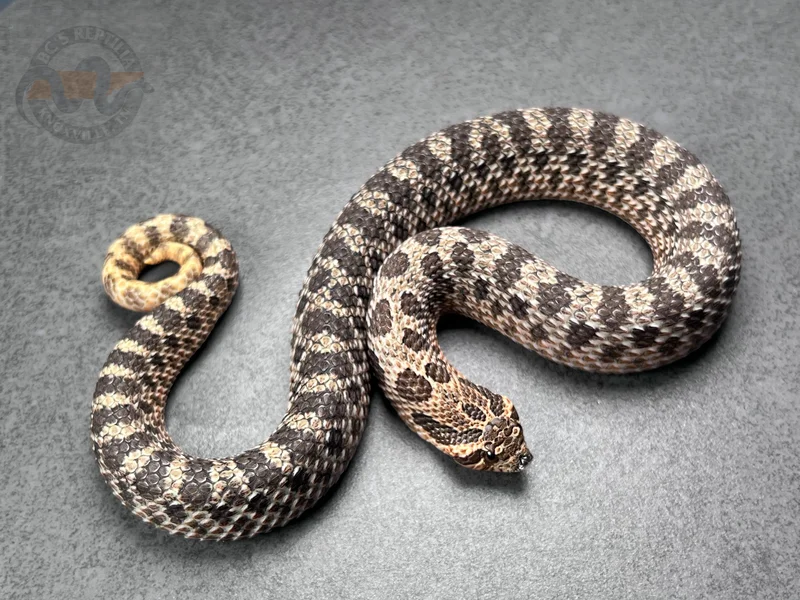 Sable Het Sunburst