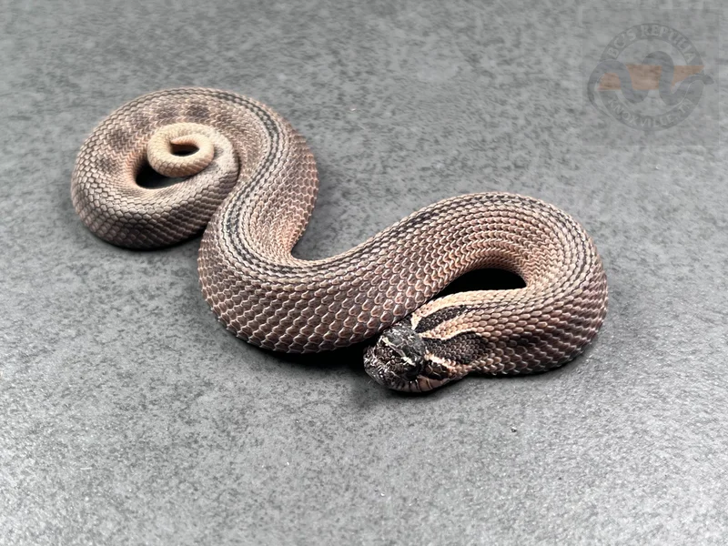 Conda Sable Het Mai Tai Pos Arctic (RBE)