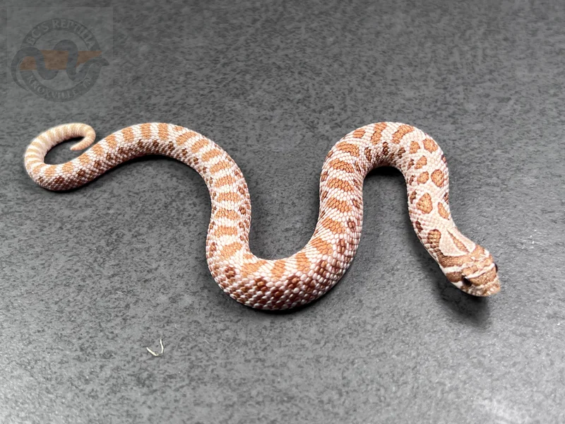 Arctic RBE Pastel Toffeebelly Het Mai Tai