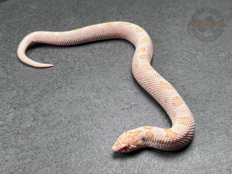 Arctic Conda Albino (AAA) Het Sunburst 66% Het Axanthic
