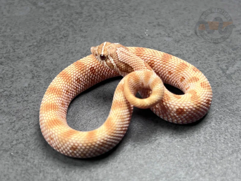 Conda RBE Pastel Toffeebelly Het Mai Tai