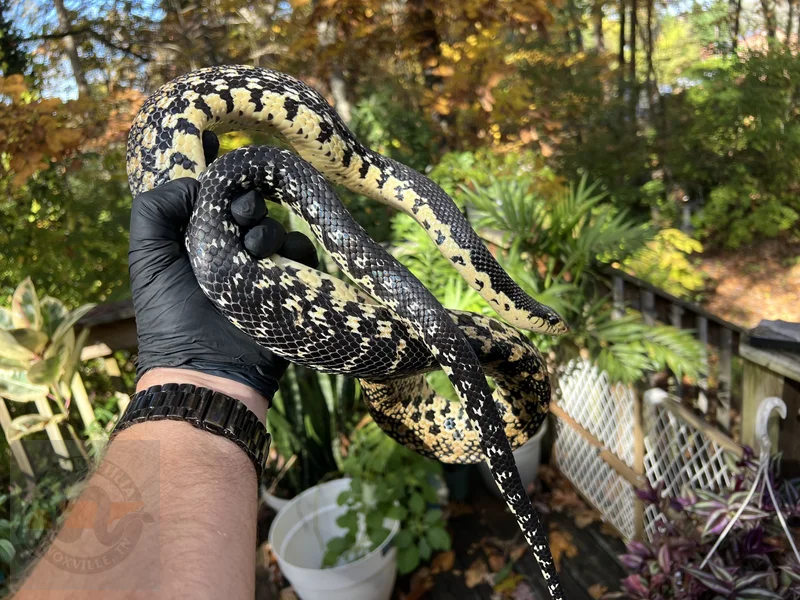 Malagasy Giant Hognose Proven Pair #2