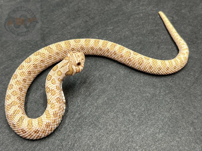 Arctic Toffeebelly Het Mai Tai