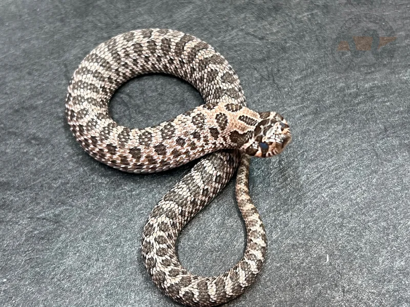 Arctic Sable Het Sunburst