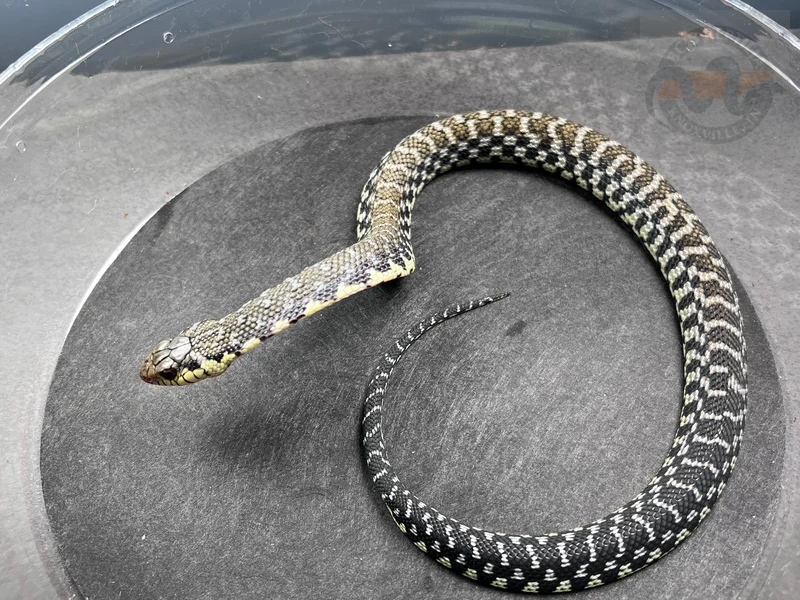 USCBB Malagasy Giant Hognose