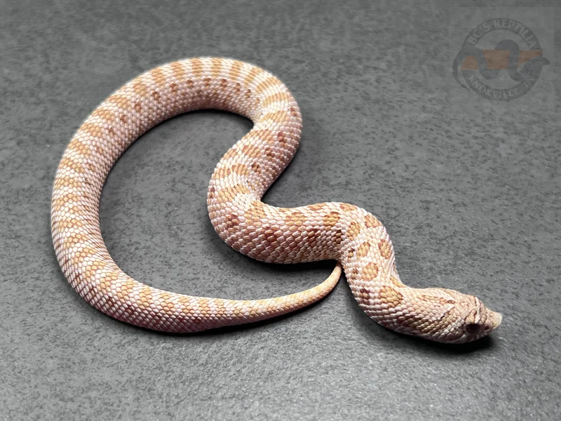 RBE Pastel Toffeebelly Het Mai Tai