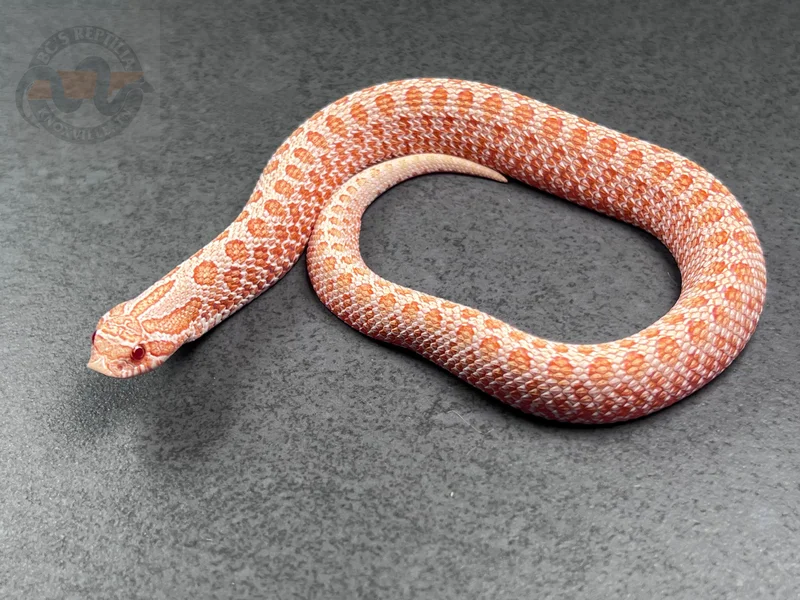PL ER Arctic Albino Het Sunburst