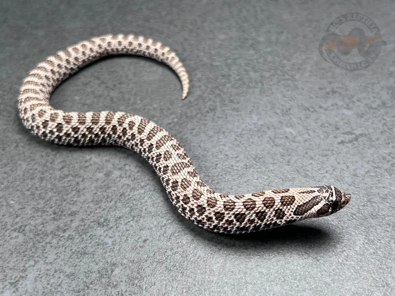 Arctic Het Lavender 66% Het Coral