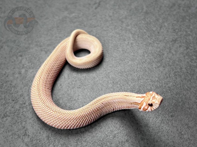 Arctic Conda Toffeebelly Het Mai Tai (RBE)