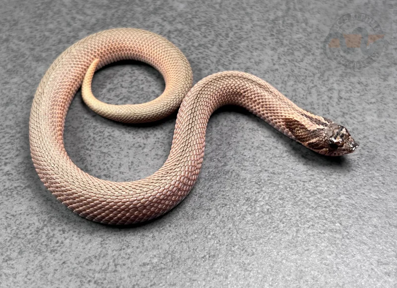 Superconda Sable Het Sunburst