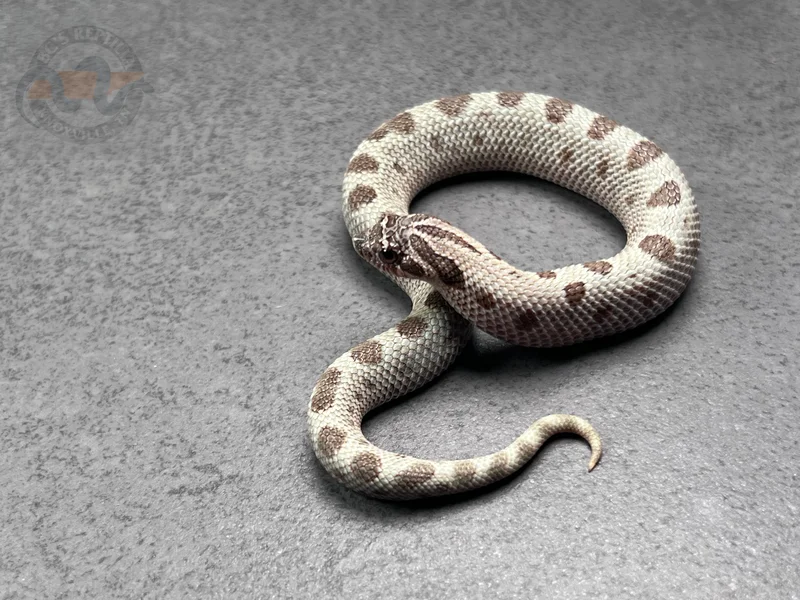 Arctic Conda Sable Het Sunburst 66% Het Axanthic