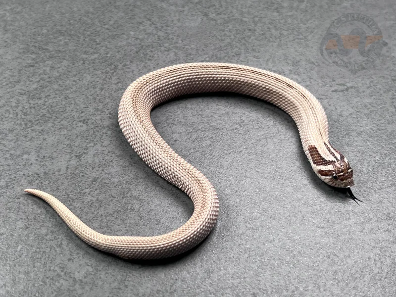 Arctic Superconda DH Mai Tai (RBE)