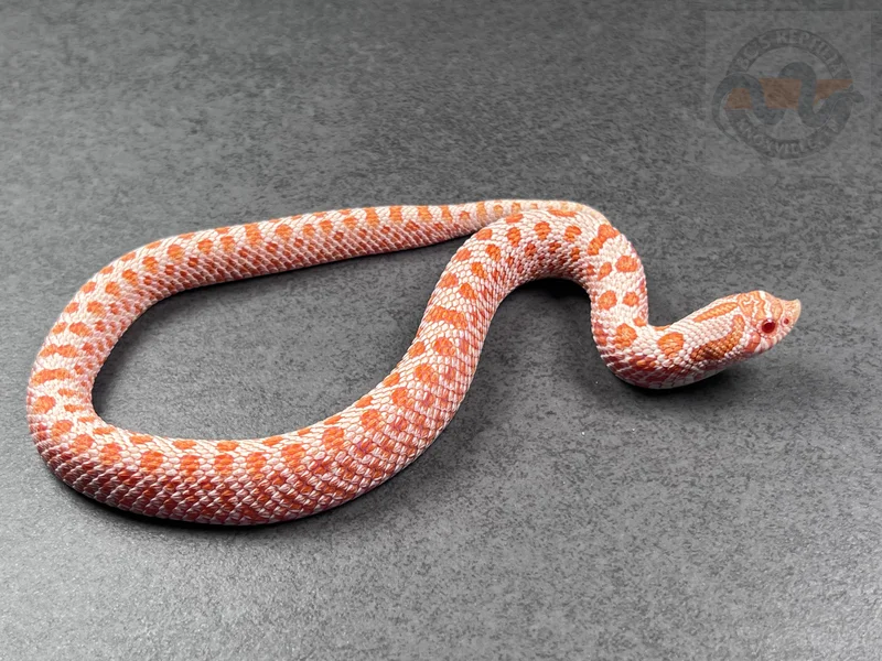 Arctic Conda Mai Tai (RBE)