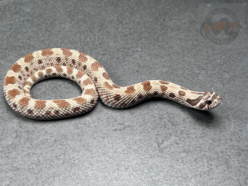 Conda DH Sunburst