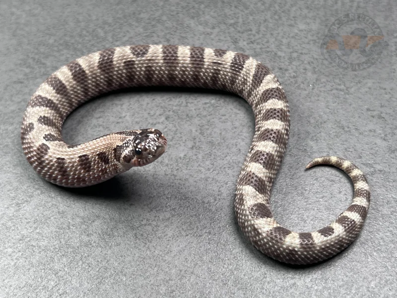 Conda Sable Het Sunburst