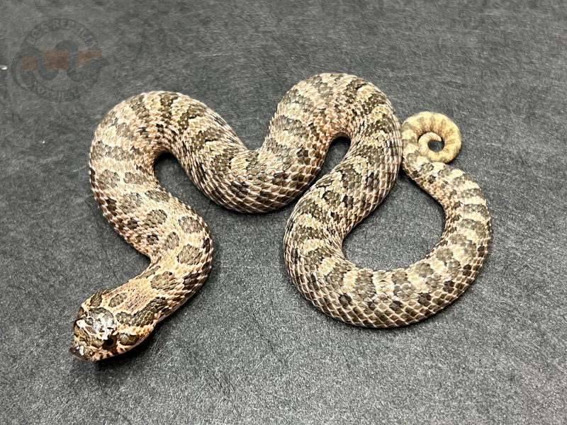 Sable Het Sunburst