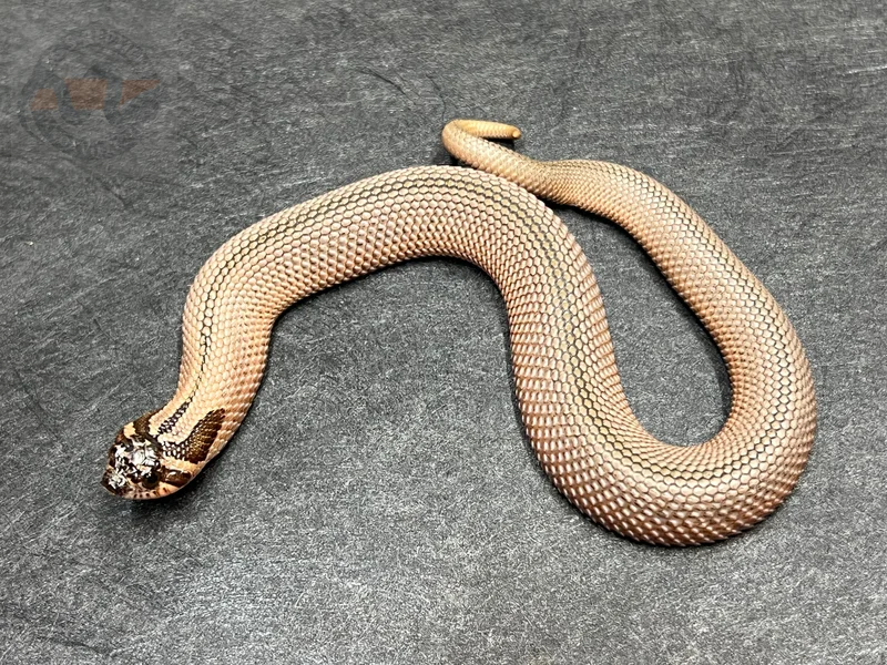Arctic SuperConda Sable Het Mai Tai