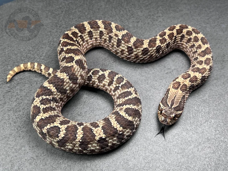 Sable Het Mai Tai pos Arctic
