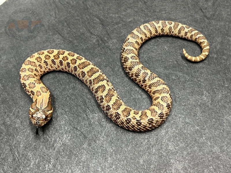 Sable Het Mai Tai pos Arctic