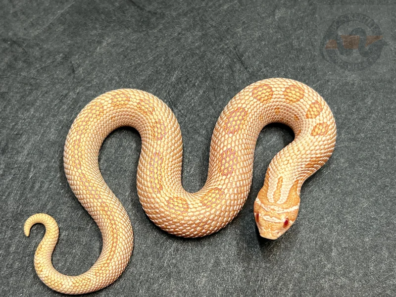 Arctic Conda Albino (AAA) Het Coral