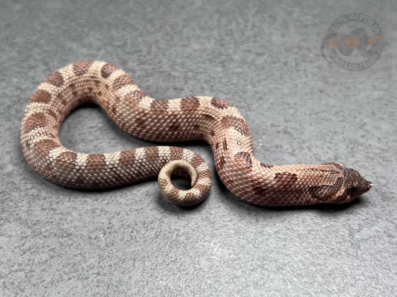 Arctic Conda Sable Het Albino 66% Het Ax