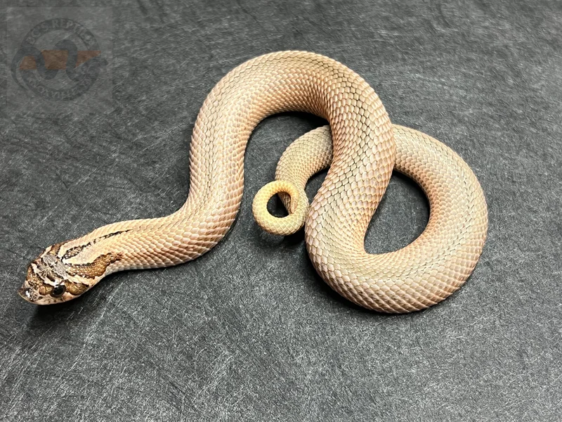 SuperConda Sable Het Mai Tai