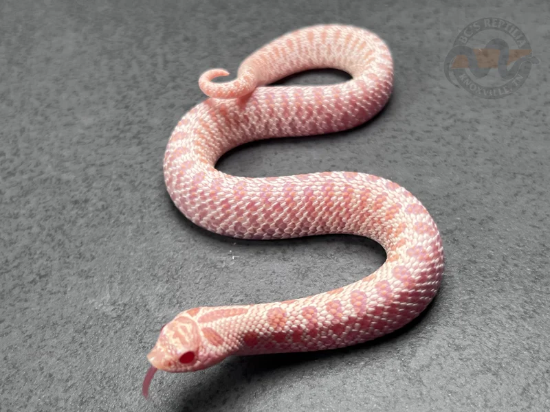 PL ER Super Arctic Albino Het Sunburst